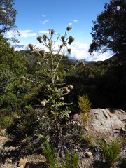 Cirsium subcoriaceum image