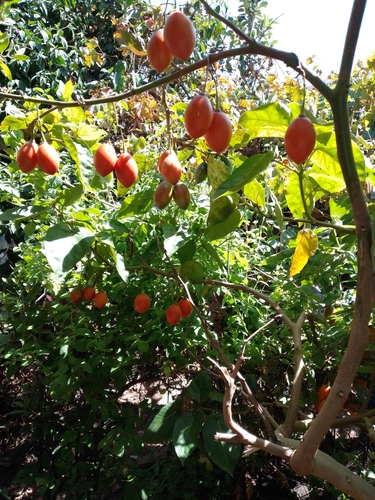 tamarillo