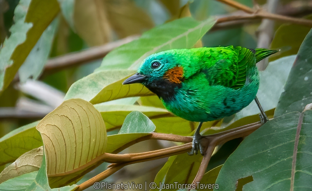 Orange-eared Tanager (Chlorochrysa calliparaea) photo