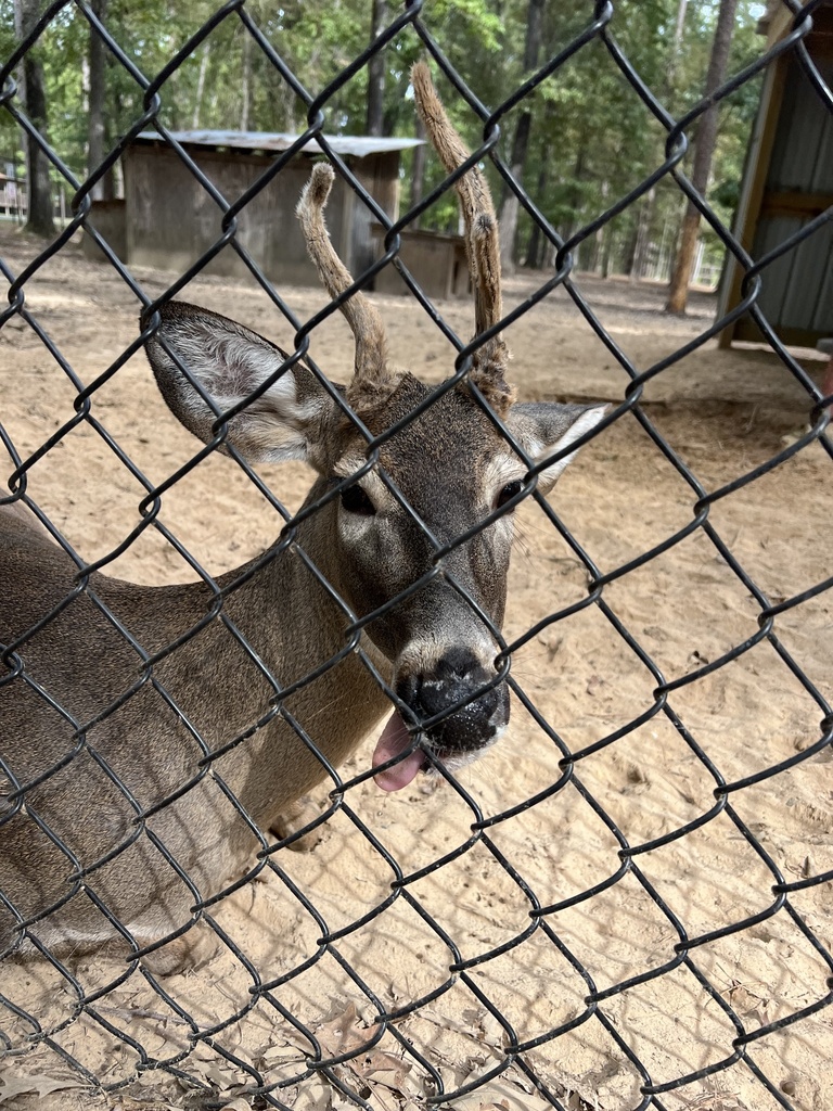 White-tailed And Mule Deer From Cypress Park Dr, Benton, LA, US On ...