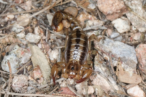 Superstition Mountains Scorpion