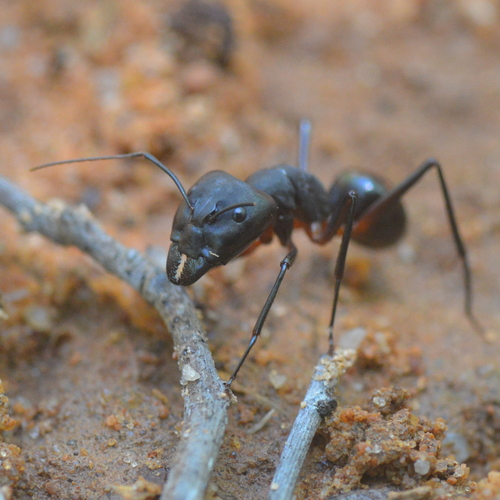 古尔德弓背蚁Camponotus gouldi