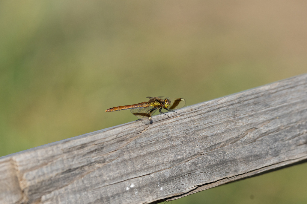 Banded Darter from Chukh lake, Dashbalbar, Mongolia on August 31, 2023 ...
