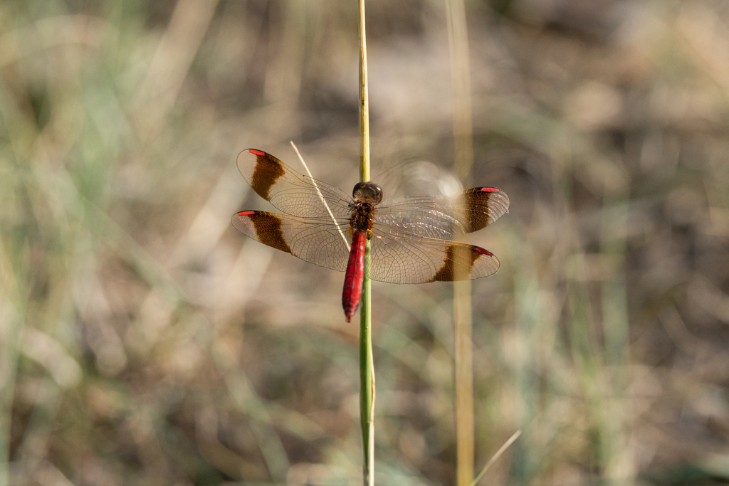 Banded Darter from Chukh lake, Dashbalbar, Mongolia on August 31, 2023 ...