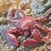 Squat Lobsters and Porcelain Crabs - Photo (c) Harshal Bhagwat, all rights reserved, uploaded by Harshal Bhagwat