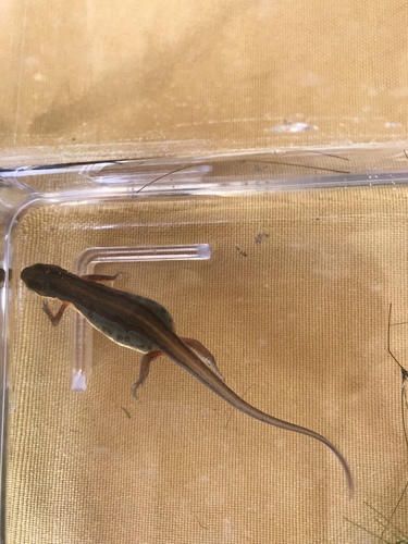 Striped Newt