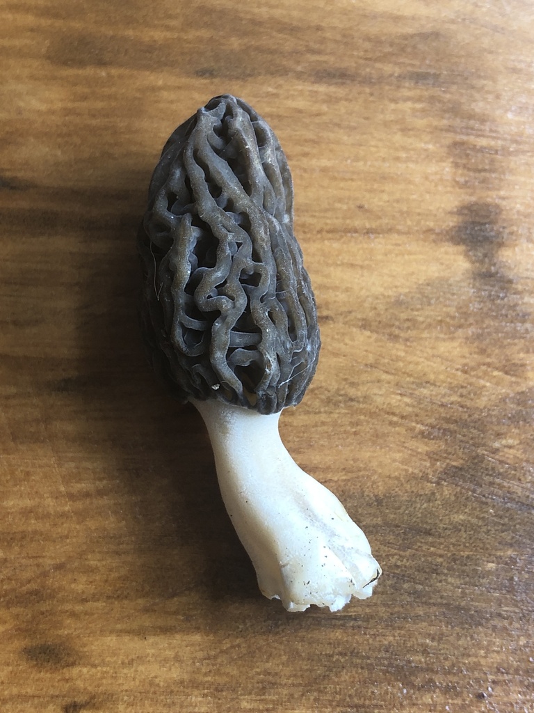 true morels from Te IkaaMāui/North Island, Waikanae, Wellington, NZ