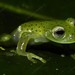 Andes Giant Glass Frog - Photo (c) Giovanni Chaves-Portilla, all rights reserved, uploaded by Giovanni Chaves-Portilla