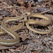 Peninsula Ribbon Snake - Photo (c) Hanyang Ye, all rights reserved, uploaded by Hanyang Ye