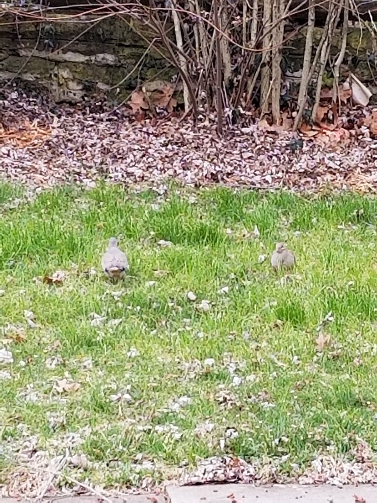 Mourning dove from robberson springfield mo 65803 usa on march 24