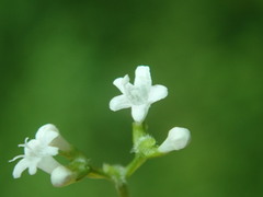 Valeriana chaerophylloides image