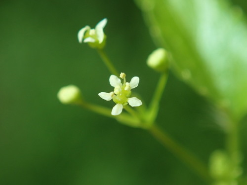 Spananthe paniculata image