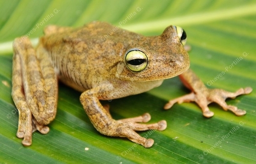 Emerald-eyed Treefrog (Boana crepitans) · iNaturalist