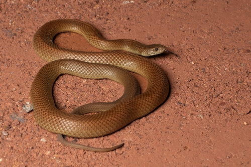 Pygmy Mulga Snake sighting