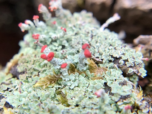 British soldier lichen