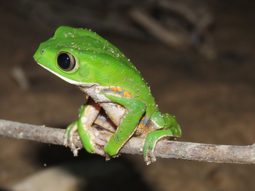 Brazilian Common Walking Leaf Frog