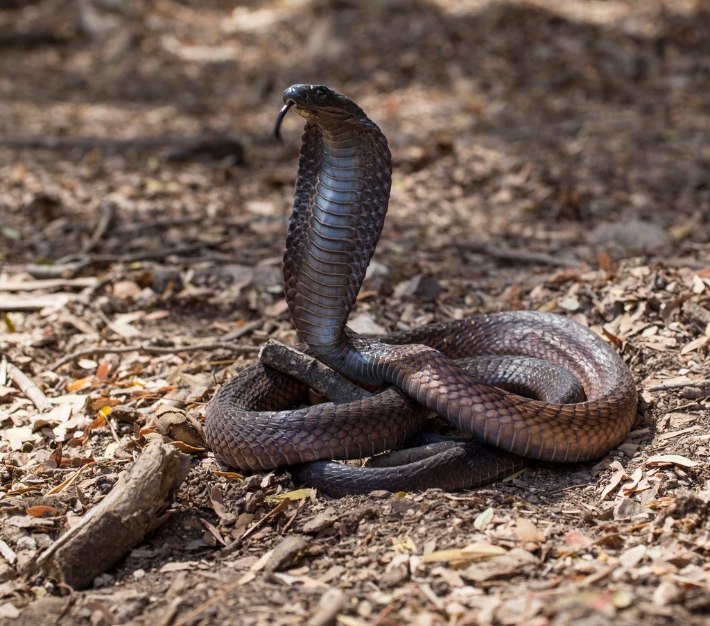 Arabian Cobra (Naja arabica)