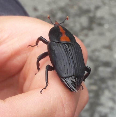 Red Stripe Weevil
