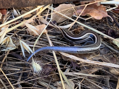 iNaturalist observation photo of Western Skink
