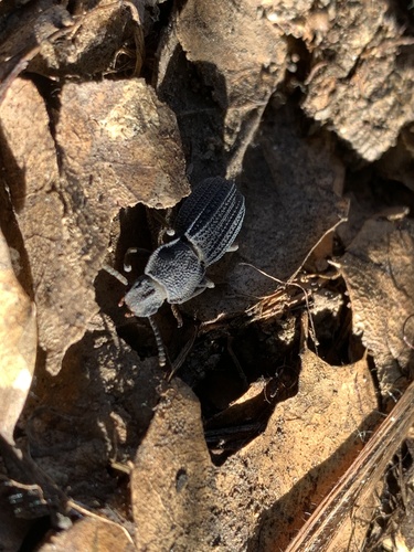 iNaturalist observation photo of Armored night-walker