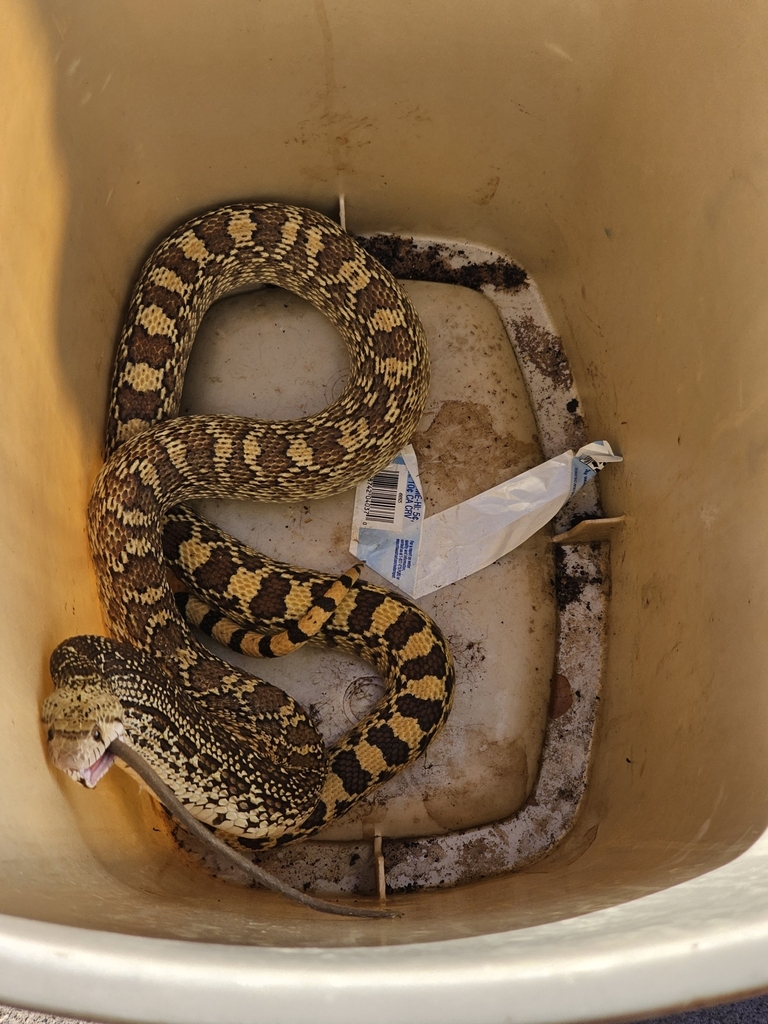 Gopher Snake from Apache Junction, AZ, USA on September 24, 2023 at 03: ...