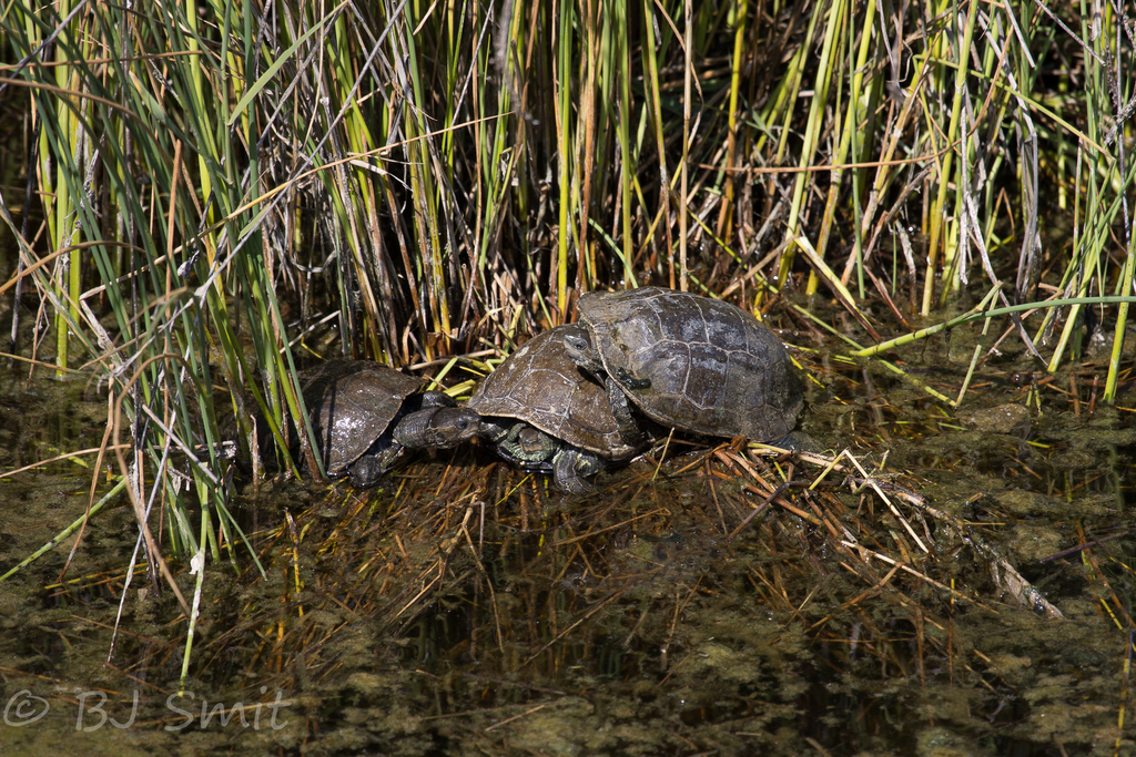 Western Caspian Turtle from Lesbos, North Aegean, Greece on May 2, 2023 ...