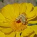 Desert Marigold Moth - Photo (c) Jeff Oliver, all rights reserved, uploaded by Jeff Oliver