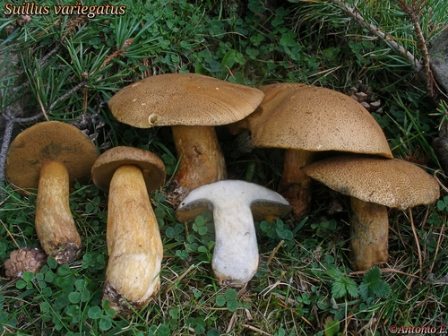 Velvet Bolete