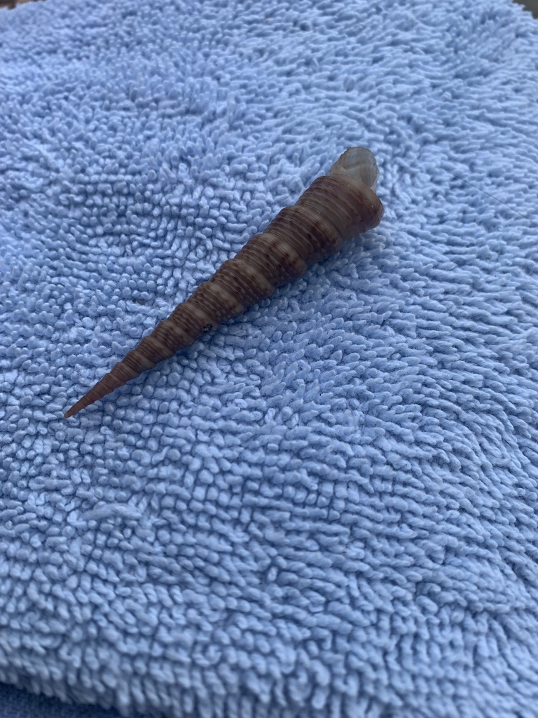 White-mouth Turritella from Tamarindo, Guanacaste, CR on November 8