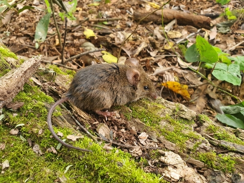 quaestor hocicudo (Oxymycterus quaestor) — Least Concern Mammalia