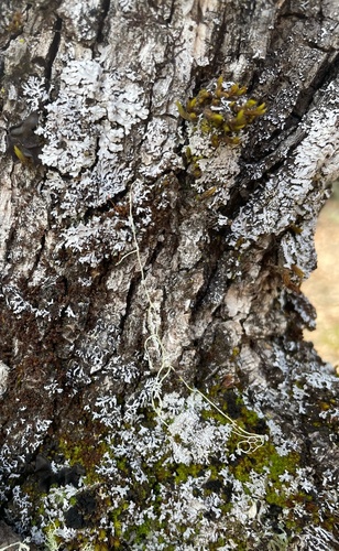 iNaturalist observation photo of Frosted Lichens
