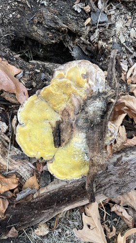 iNaturalist observation photo of Fungi Including Lichens