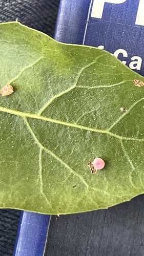 iNaturalist observation photo of Pumpkin Gall Wasp