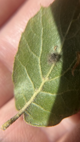 iNaturalist observation photo of Gall Wasps and Allies