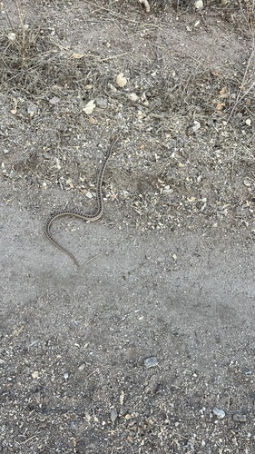 iNaturalist observation photo of Pacific Gopher Snake