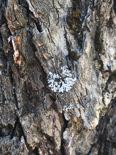 iNaturalist observation photo of Bottlebrush Frost Lichen