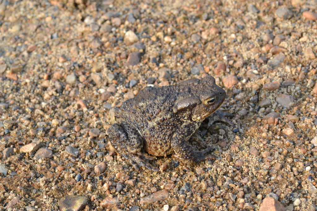 European Toad from Gaynsky District, Perm Krai, Russia on August 3 ...