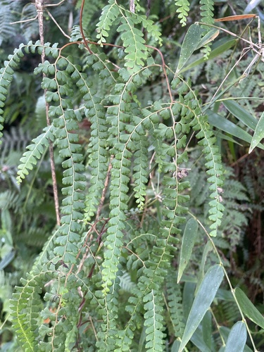 Odontosoria scandens