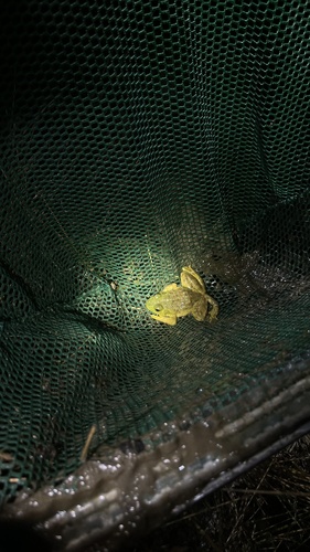 iNaturalist observation photo of American Bullfrog