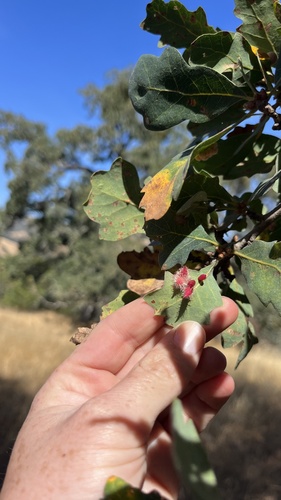 iNaturalist observation photo of Crystalline Gall Wasp