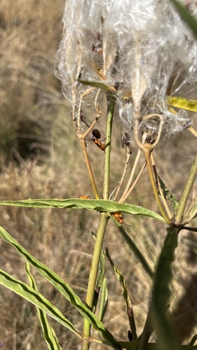 iNaturalist observation photo of Large Milkweed Bug