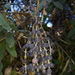 Garrya longifolia - Photo (c) guadalupe_cornejo_tenorio, all rights reserved, uploaded by guadalupe_cornejo_tenorio