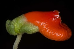 Gasteranthus pansamalanus image