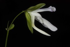Image of Utricularia asplundii