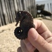 Observation photo