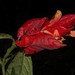 Peruvian Wild Petunia - Photo (c) John L. Clark, all rights reserved, uploaded by John L. Clark