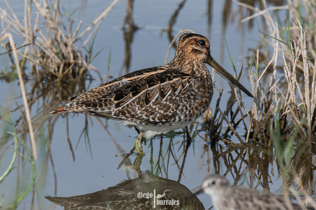 Wilson's Snipe from Atenco, Méx., México on October 26, 2023 at 07:16 ...