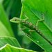 Boulenger's Anole - Photo (c) Giovanni Chaves-Portilla, all rights reserved, uploaded by Giovanni Chaves-Portilla