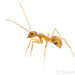 Lasiine Ants - Photo (c) Steven Wang, all rights reserved, uploaded by Steven Wang