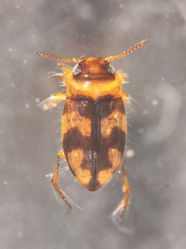 Bidessus minutissimus